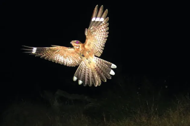 A flying bird against a black night sky. Photo.