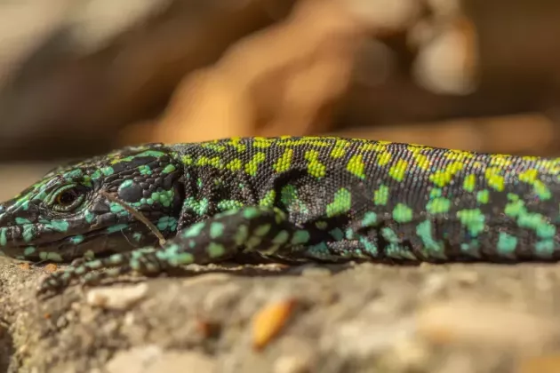 A lizard with green spots on a rock. Photo.