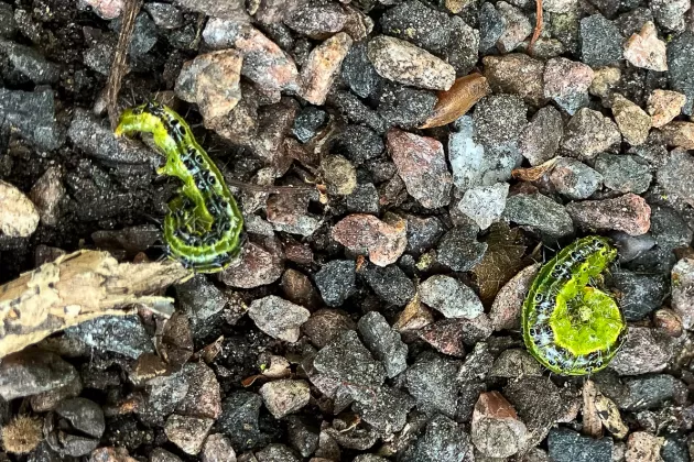 Two larvae of the box tree moth. Photo.