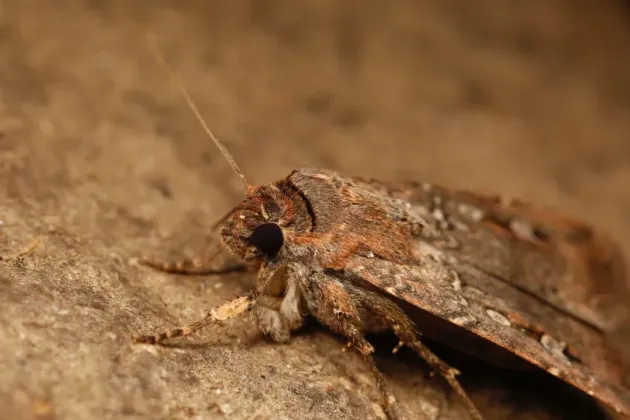 bogong moth. photo.