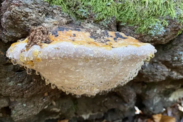 A fungus growing on an old tree trunk. Photo.