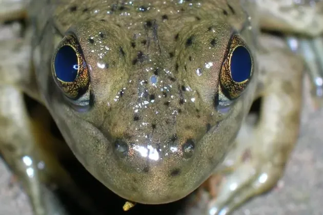 A close-up of a frog head with a white spot between the eyes. Photo.