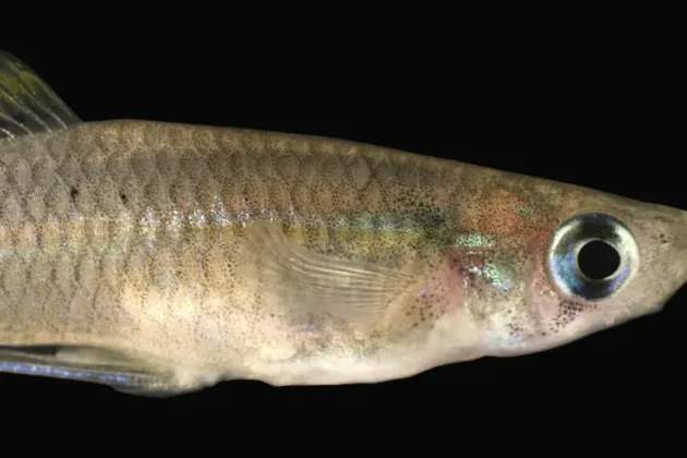 A close-up of a fish. Photo.