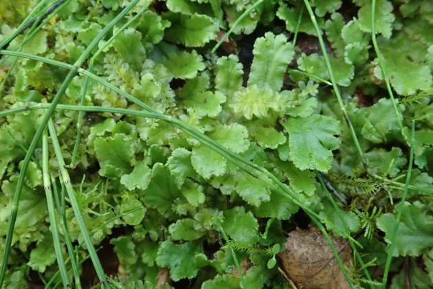 A close-up of a moss. Photo.