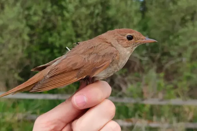 A hand is holding a small bird with an antenna on its back. Photo.