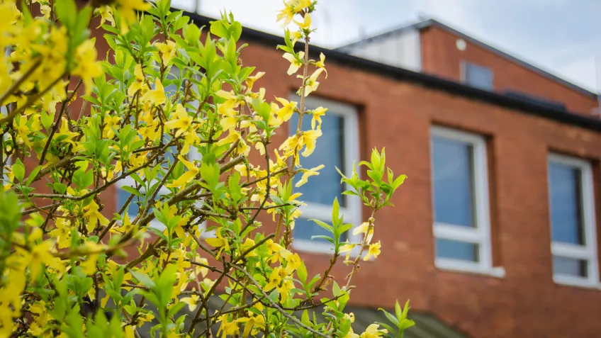 A brick building behind a bush. Photo.