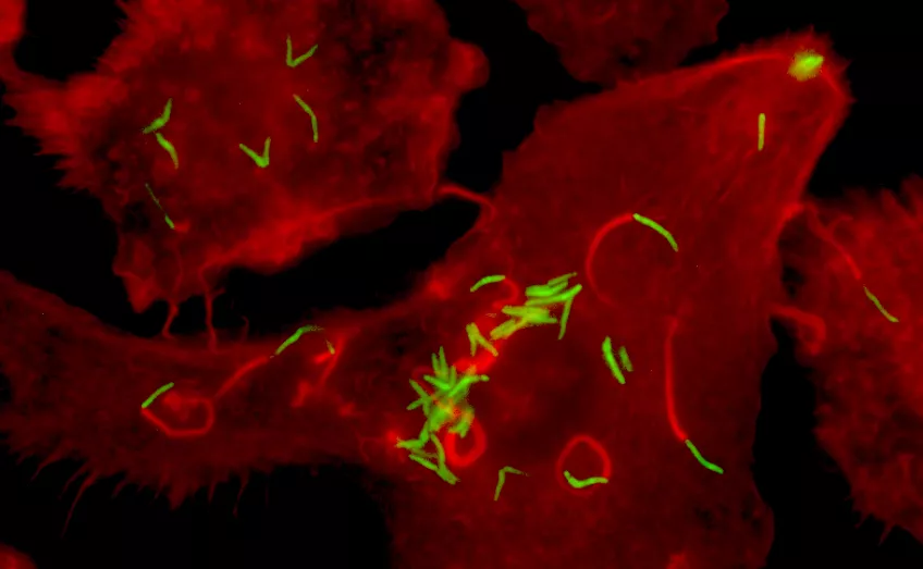 A microscope photo with red background and green rods. Photo.