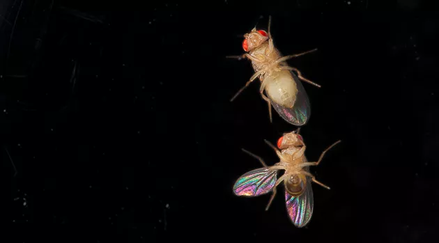 Two fruit flies against a dark background. Photo.