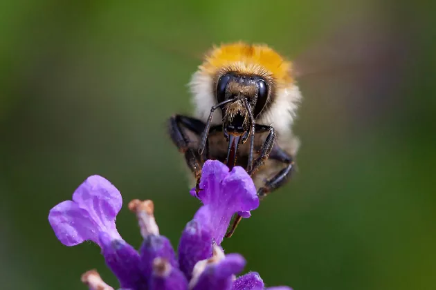 A bumblebee is sitting on a flower. Photo.